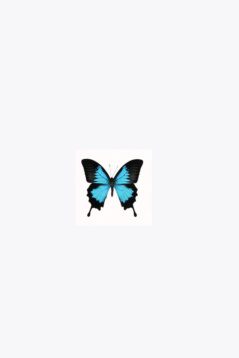 Blue butterfly tattoo on white square